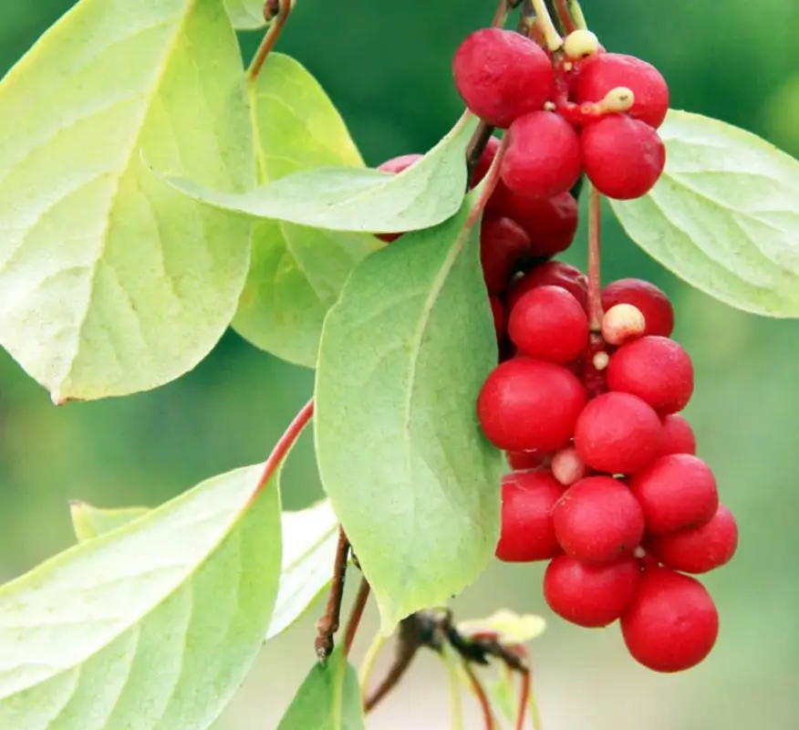 schisandra berry extract schisandrins/schisandrol a/schisandrin a/schisandrin b schisandra extract schisandra chinensis extract schisandra berry extract schisandrins/schisandrol a/schisandrin a/schisandrin b schisandra extract schisandra chinensis extract