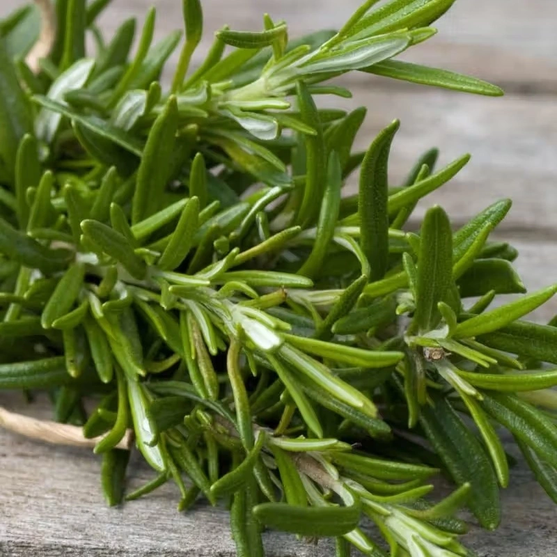 rosemary extract rosmarinic acid 5 98%hplc natural anti oxidant water dissolvable rosmarinus officinalis extract rosemary extract rosmarinic acid 5 98%hplc natural anti oxidant water dissolvable rosmarinus officinalis extract