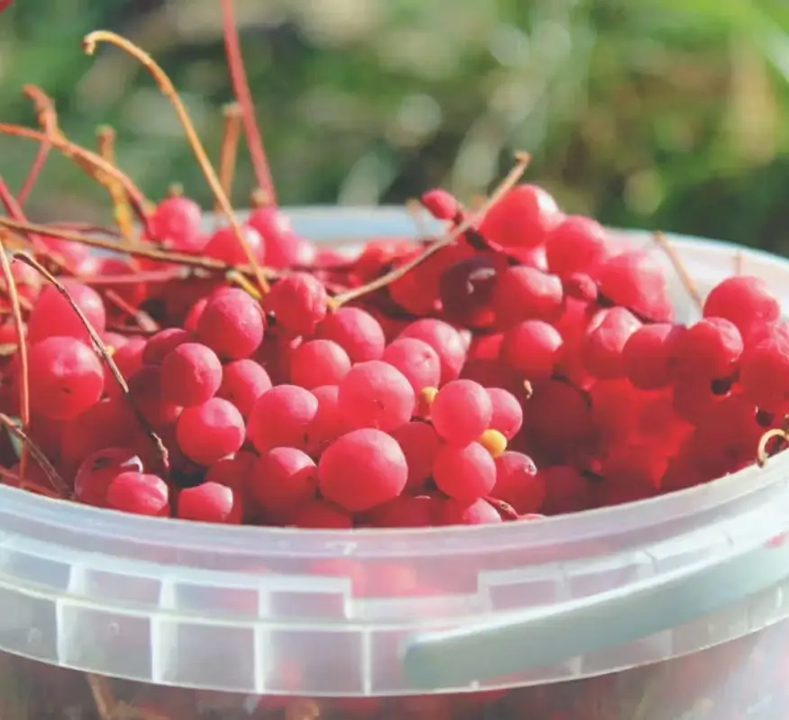 schisandra berry extract schisandrins/schisandrol a/schisandrin a/schisandrin b schisandra extract schisandra chinensis extract schisandra berry extract schisandrins/schisandrol a/schisandrin a/schisandrin b schisandra extract schisandra chinensis extract
