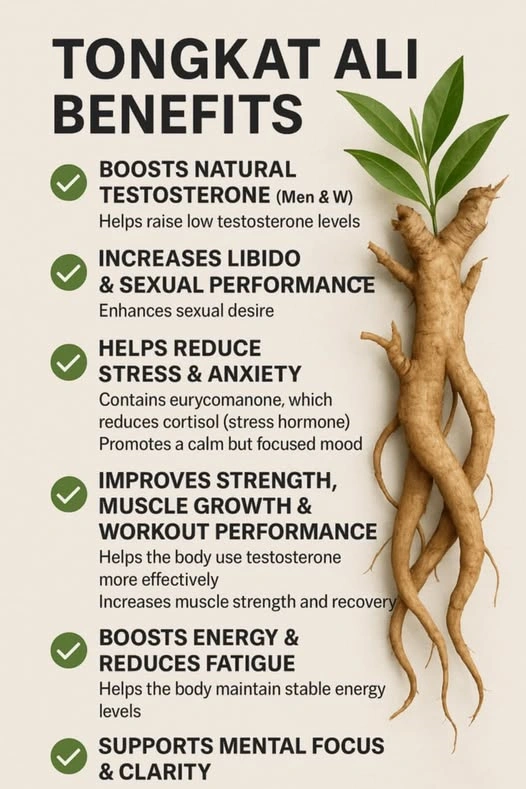 Tongkat Ali Extract 1%-10%HPLC Eurycomanone 4:1/20:1/50:1/100:1 Eurycoma longifolia Extract Longjack Extract Tongkat Ali root Extract tongkat ali extract 1% 10%hplc eurycomanone 4:1/20:1/50:1/100:1 eurycoma longifolia extract longjack extract tongkat ali root extract