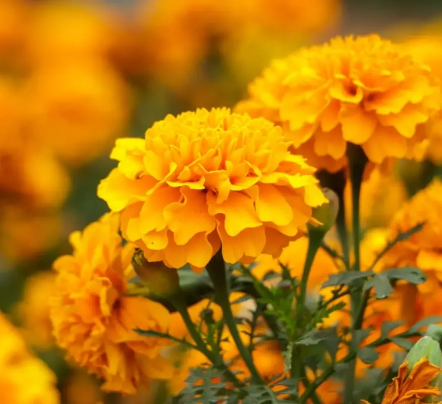 marigold extract lutein zeaxanthin tagetes erecta extract natural anti oxidant natural colours marigold extract lutein zeaxanthin tagetes erecta extract natural anti oxidant natural colours
