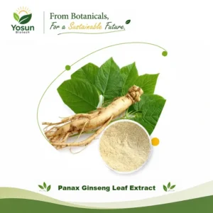 Home panax ginseng leaf extract ginsenosides 4 80%uv good water solubility asian ginseng/korean ginseng/white ginseng extract