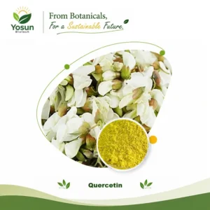 quercetin 95%hplc sophora japonica extract quercetin dihydrate quercetin anhydrous