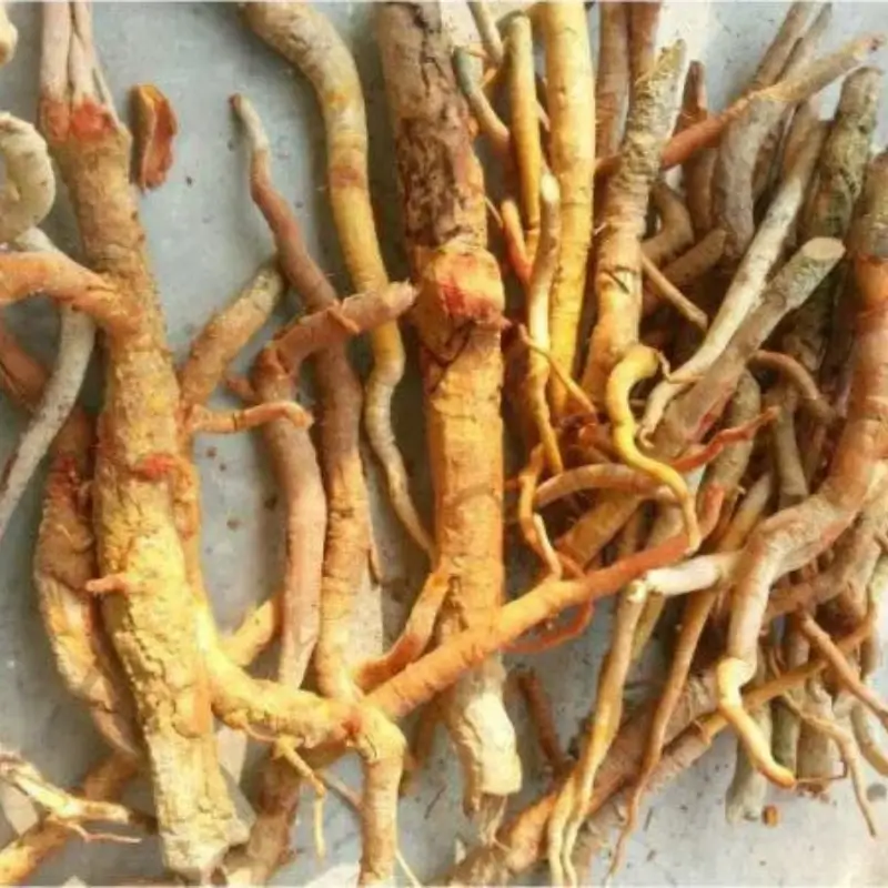 tongkat ali extract 1% 10%hplc eurycomanone 4:1/20:1/50:1/100:1 eurycoma longifolia extract longjack extract tongkat ali root extract tongkat ali extract 1% 10%hplc eurycomanone 4:1/20:1/50:1/100:1 eurycoma longifolia extract longjack extract tongkat ali root extract