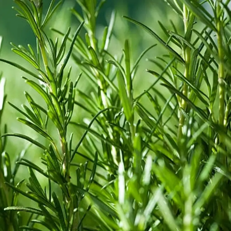 rosemary extract carnosic acid powder 5 60%hplc natural anti oxidant lipid dissolvable rosmarinus officinalis extract rosemary extract carnosic acid powder 5 60%hplc natural anti oxidant lipid dissolvable rosmarinus officinalis extract