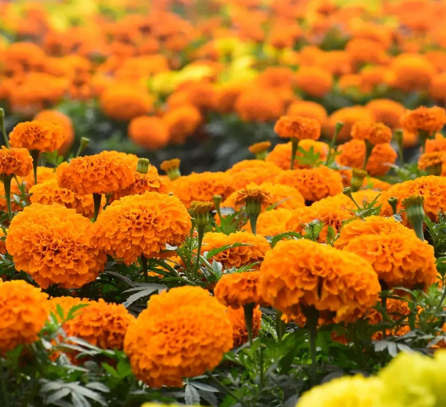 marigold extract lutein zeaxanthin tagetes erecta extract natural anti oxidant natural colours marigold extract lutein zeaxanthin tagetes erecta extract natural anti oxidant natural colours