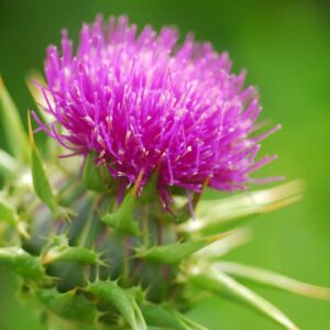 Home milk thistle extract silymarin 80%uv/45%hplc natural anti oxidant/liver protection silybum marianum extract