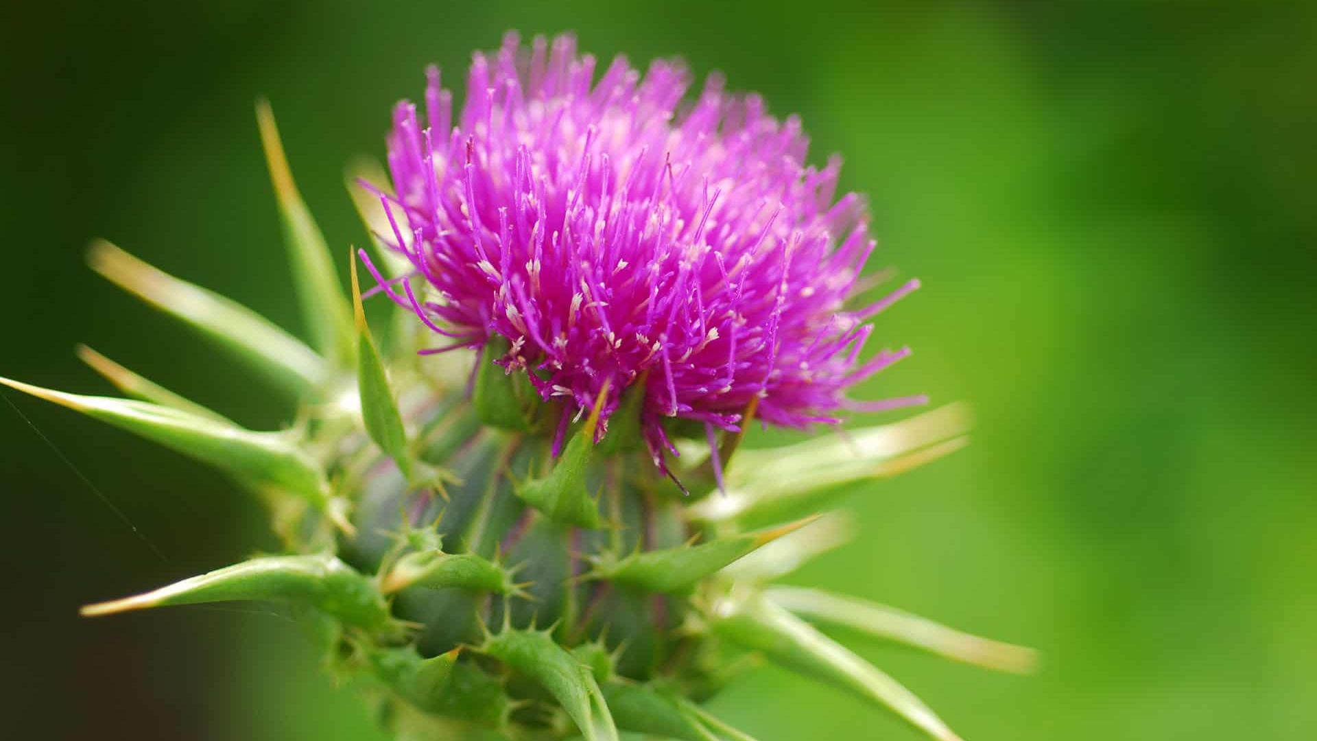 milk thistle extract silymarin 80%uv/45%hplc natural anti oxidant/liver protection silybum marianum extract milk thistle extract silymarin 80%uv/45%hplc natural anti oxidant/liver protection silybum marianum extract