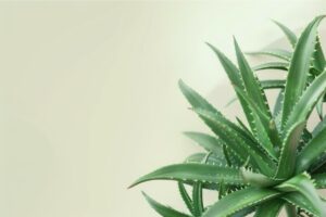 aloe vera extract aloin a 10%~98%hplc, aloin a+b 20~98%hplc (aloe barbadensis extract barbaloin)