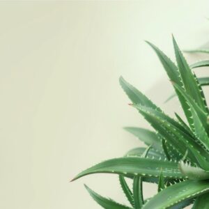 Home aloe vera extract aloin a 10%~98%hplc, aloin a+b 20~98%hplc (aloe barbadensis extract barbaloin)